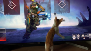 ポインターを追いかける猫が可愛すぎる❤