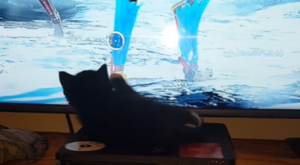 【猫じゃらし】メインメニューのカーソルに夢中な猫