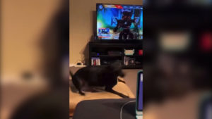 【APEX】ロビー画面のレヴナントが走ってきた時のワンちゃんの反応【Part 2】