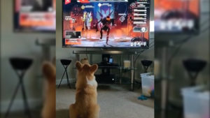 【APEX】ロビー画面のレヴナントが走ってきた時のワンちゃんの反応