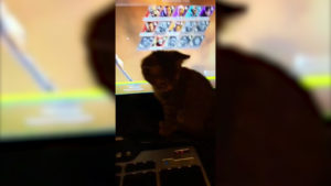 【APEX】プレイ中に邪魔してくる猫が可愛すぎるwww