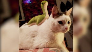 【APEX小ネタ】「このパスファインダーのスキン欲しくない？」「猫にネッシーを乗せてみた」・他