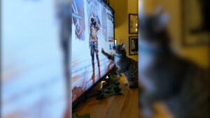 【APEX】ブラッドハウンドのカラスが気になる猫が可愛い