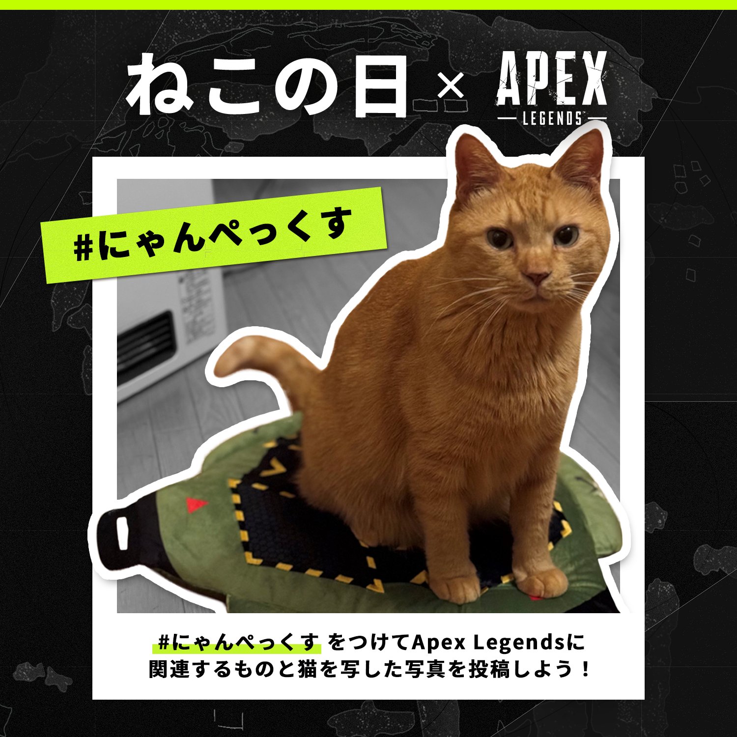 【APEX】ねこの日×APEX企画　#にゃんペックス